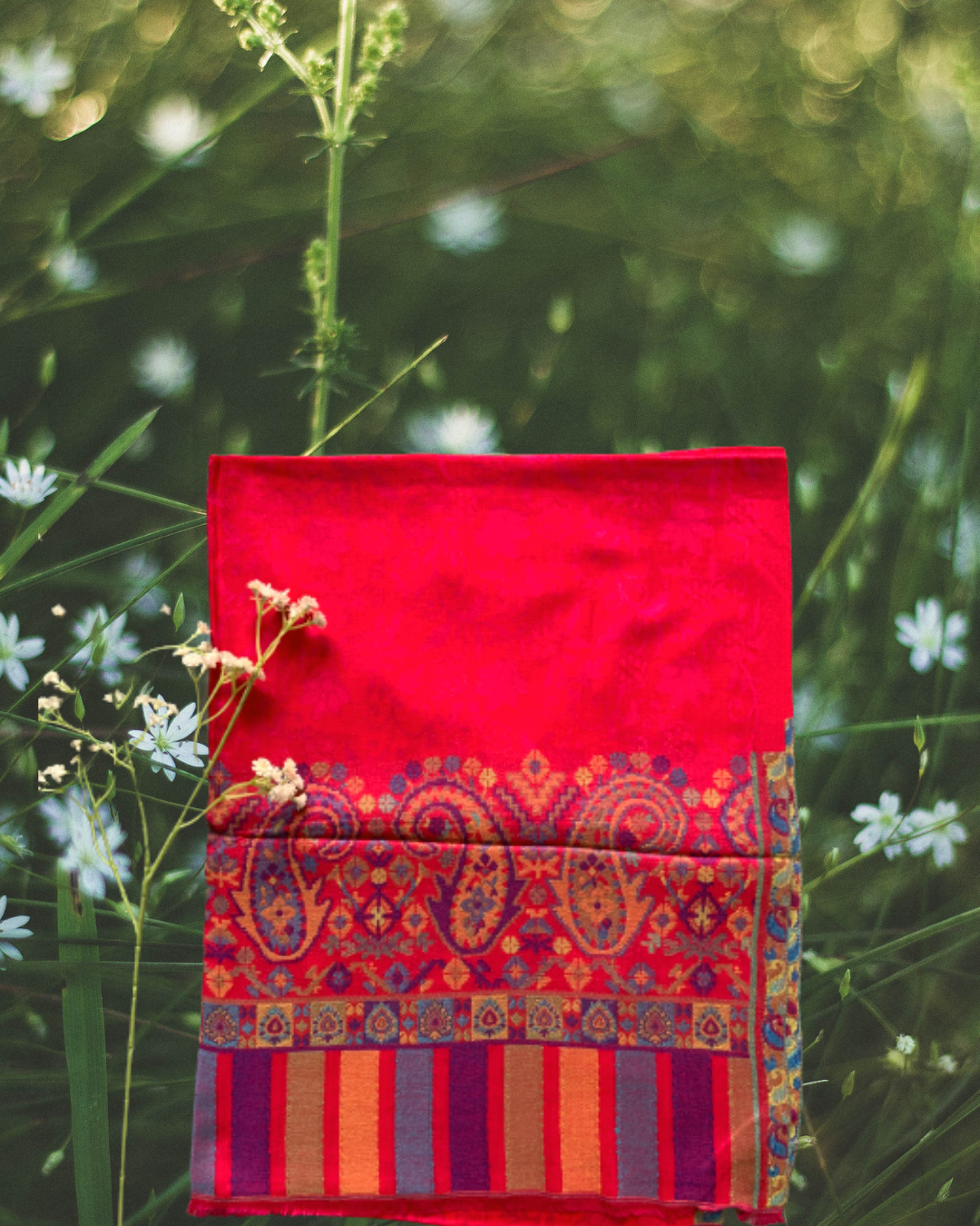 Pashmina rani kani border scarf